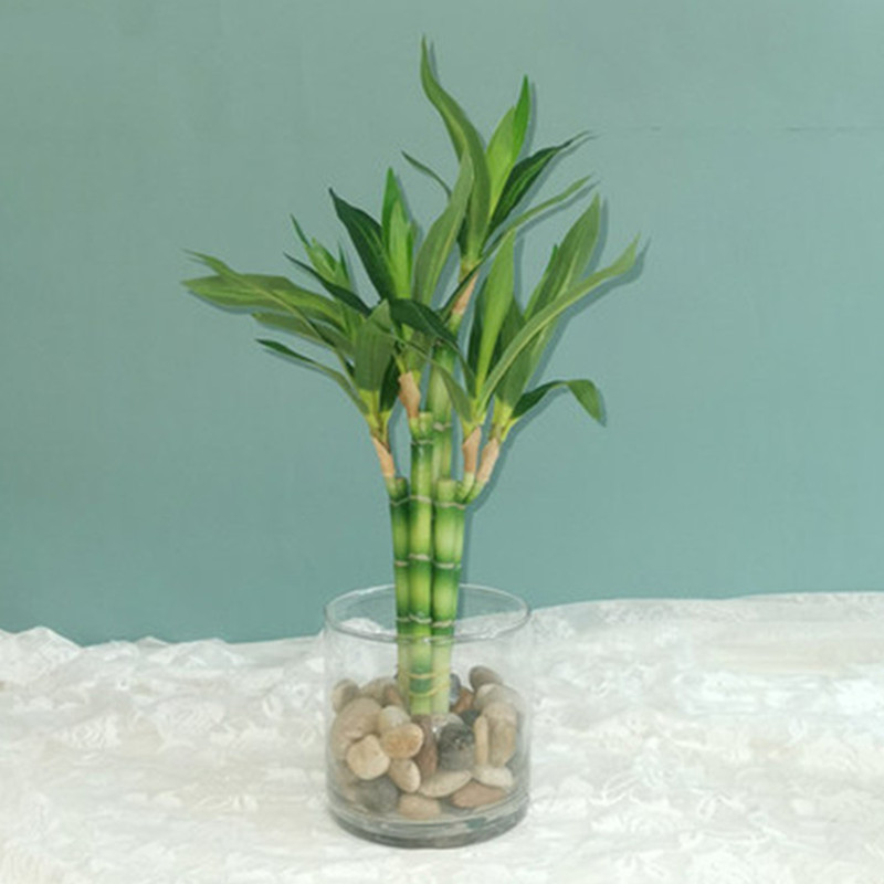 Aquarium Plant In Pot - Nieuwe 40cm kunstmatige geluksbamboe succulent nepplant