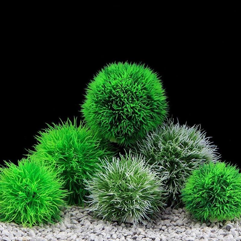 Aquarium Plant Echinodorus - Marimo Moss Ballen Live Aquarium Plant