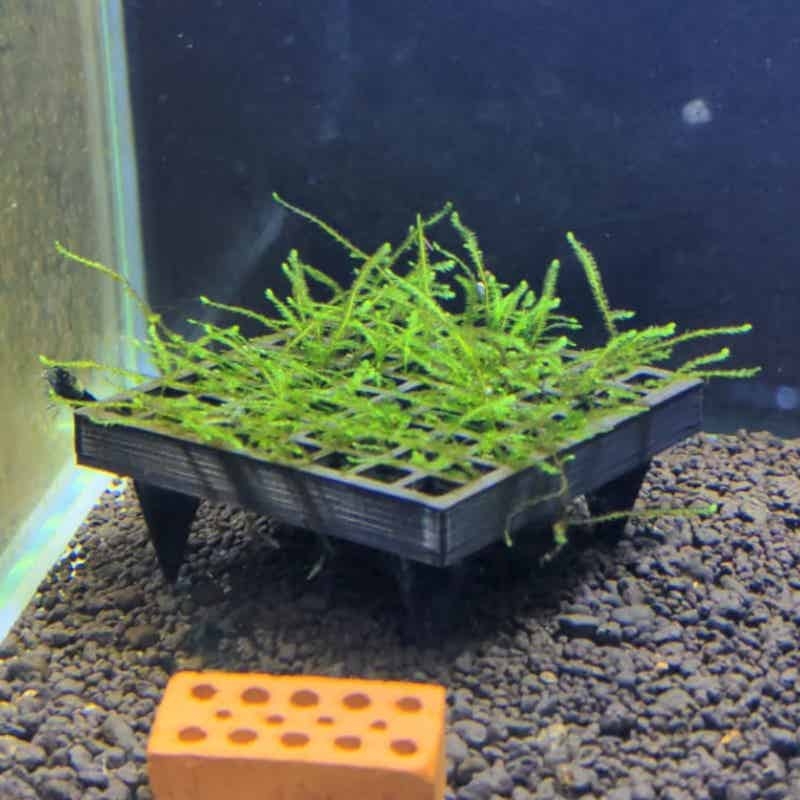 Aquarium Plant Echinodorus - Aquarium Moskooi Houder Visbak Levende Mos