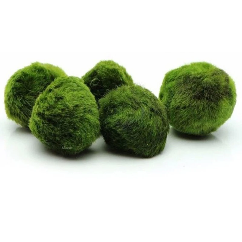1 Stuks 3-4 Cm Mos Ballen Live - Aquarium Plant Echinodorus recensie en prijs
