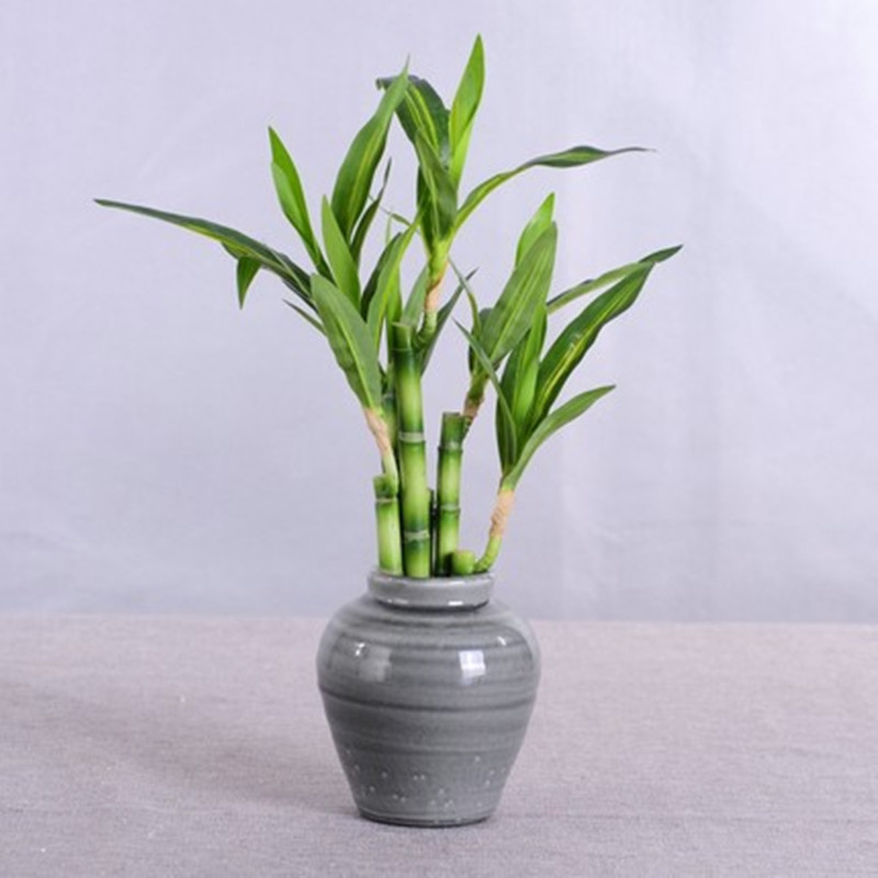 Nieuwe 40cm kunstmatige geluks - Aquarium Plant In Pot recensie en prijs