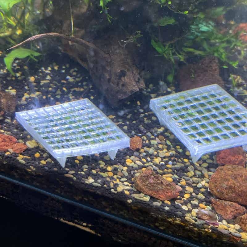 Aquarium Moskooi Houder Visbak - Aquarium Plant Echinodorus recensie en prijs