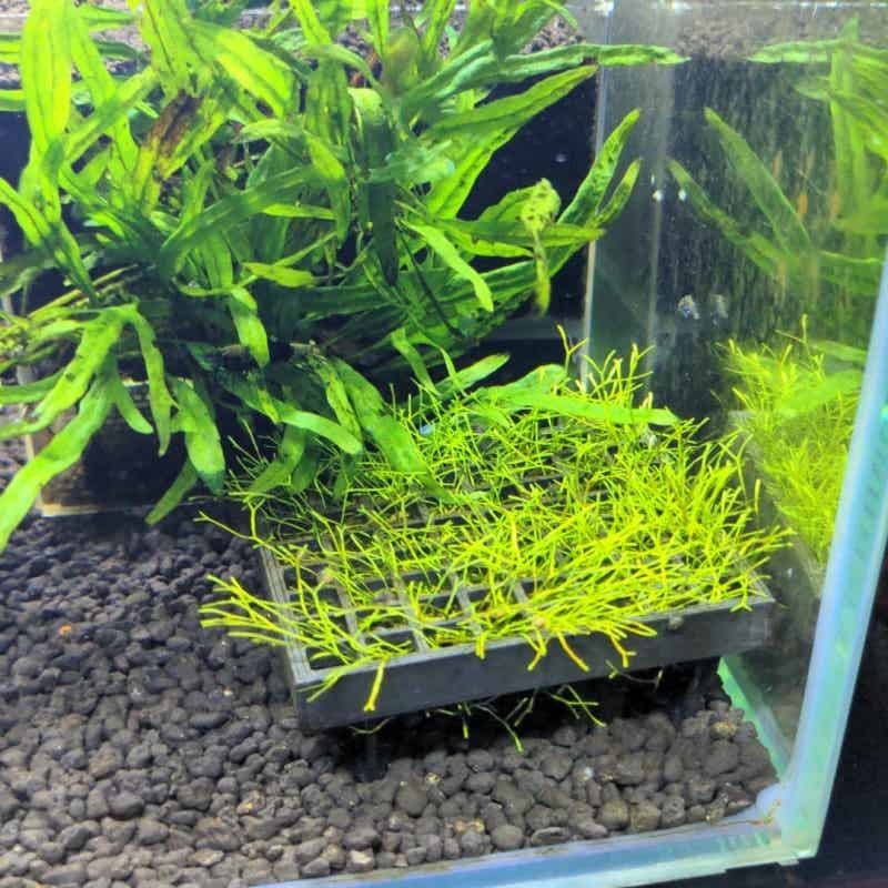 Aquarium Moskooi Houder Visbak - Aquarium Plant Echinodorus recensie en prijs