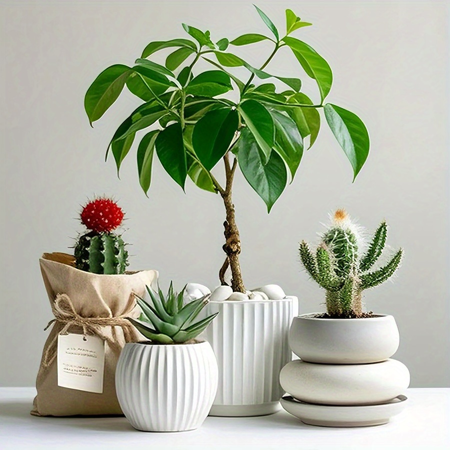 200/400g Witte Hooggepolijste  - Aquarium Plants recensie en prijs