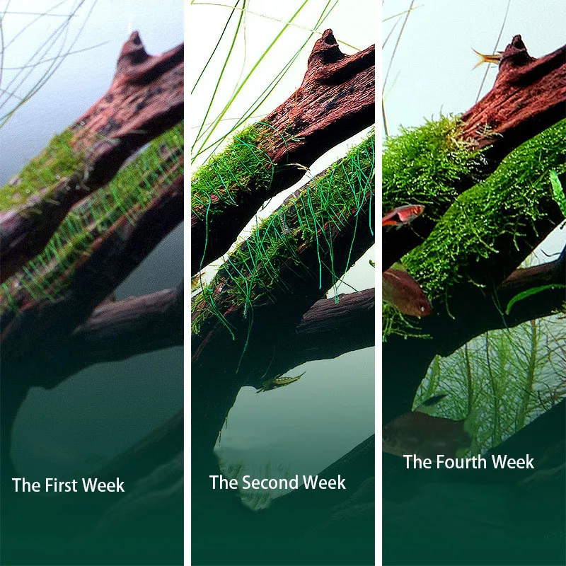 Afbreekbaar aquariumdecoratie  - Aquarium Plant Echinodorus recensie en prijs