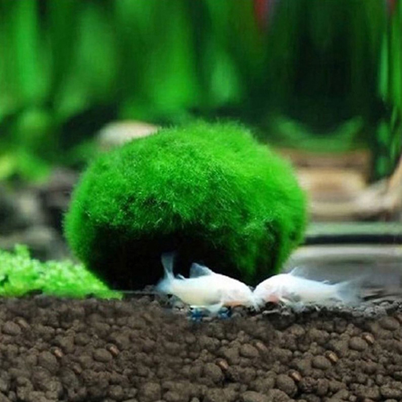3-4cm Marimo Mosballen Levende - Aquarium Plant Echinodorus recensie en prijs