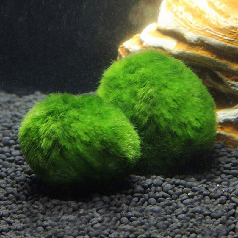 Marimo Mos Ballen Live Aquariu - Aquarium Plant Echinodorus recensie en prijs
