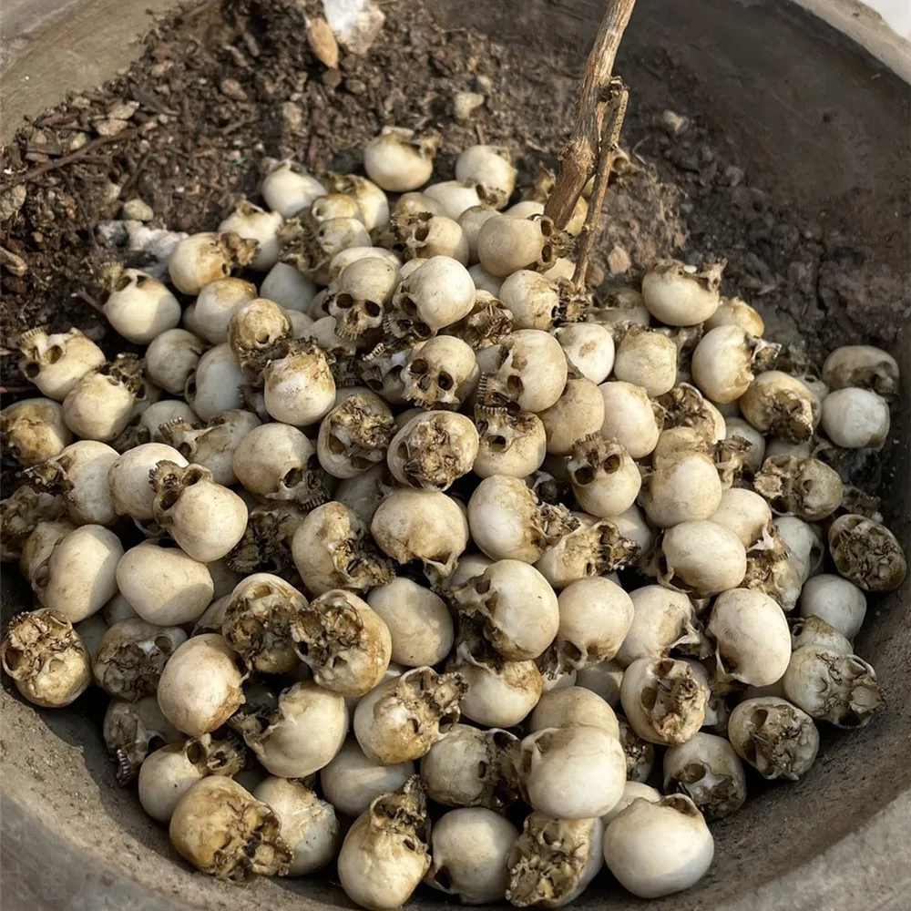 Mini Skull Hoge kwaliteit mini - Aquarium Plant In Pot recensie en prijs