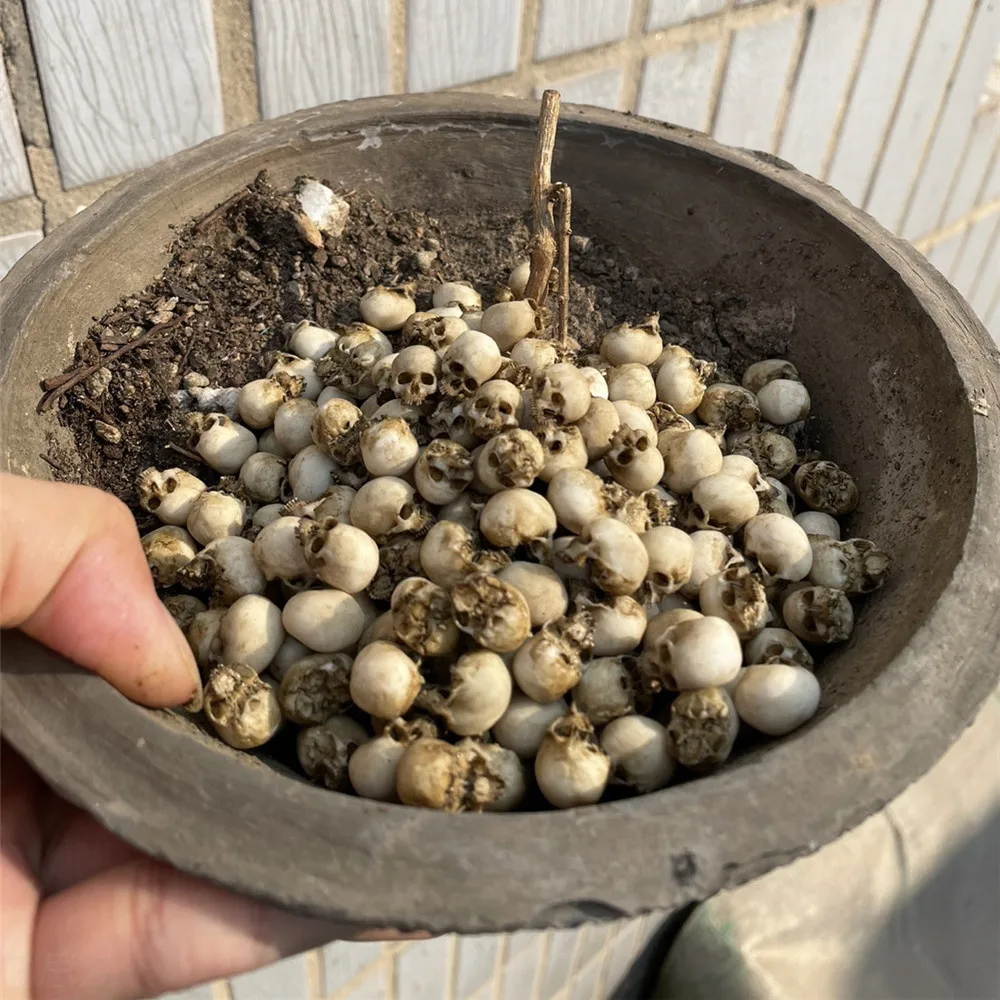 Mini Skull Hoge kwaliteit mini - Aquarium Plant In Pot recensie en prijs