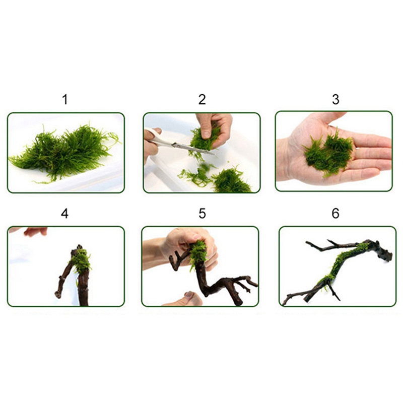 120M DIY Mos Lijn Bindlijn Sup - Aquarium Plant Echinodorus recensie en prijs