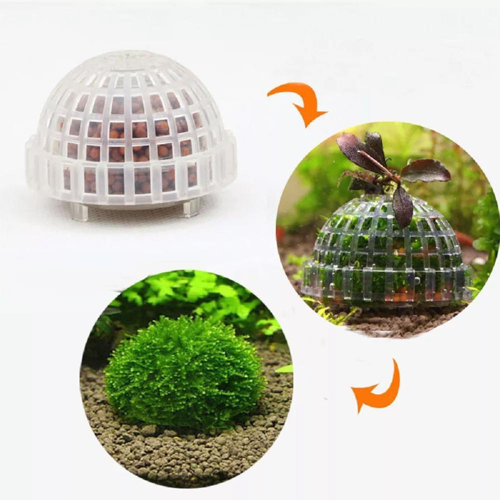 1 st Aquatische Dierbenodigdhe - Aquarium Plant Echinodorus recensie en prijs