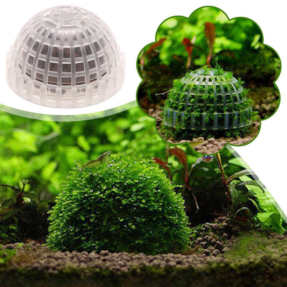 1 st Aquatische Dierbenodigdhe - Aquarium Plant Echinodorus recensie en prijs