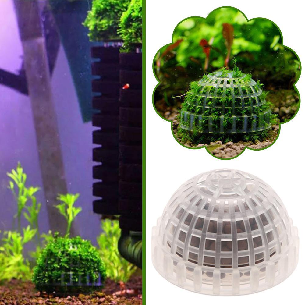 1 st Aquatische Dierbenodigdhe - Aquarium Plant Echinodorus recensie en prijs