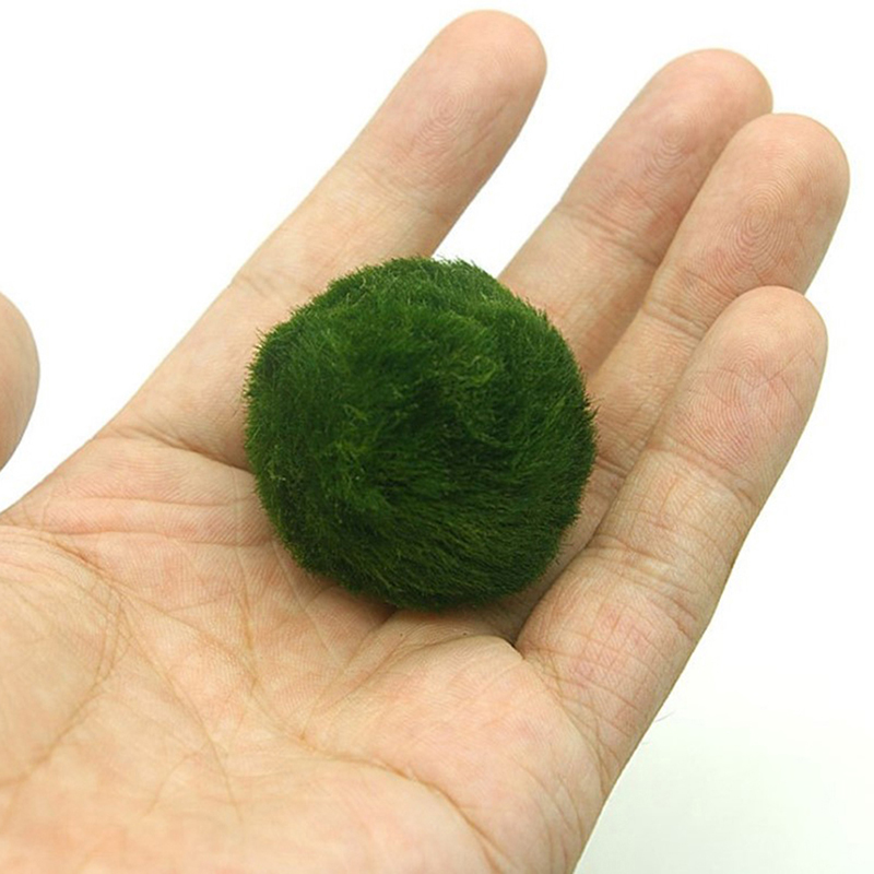 3-4cm Marimo Mosballen Levende - Aquarium Plant Echinodorus recensie en prijs
