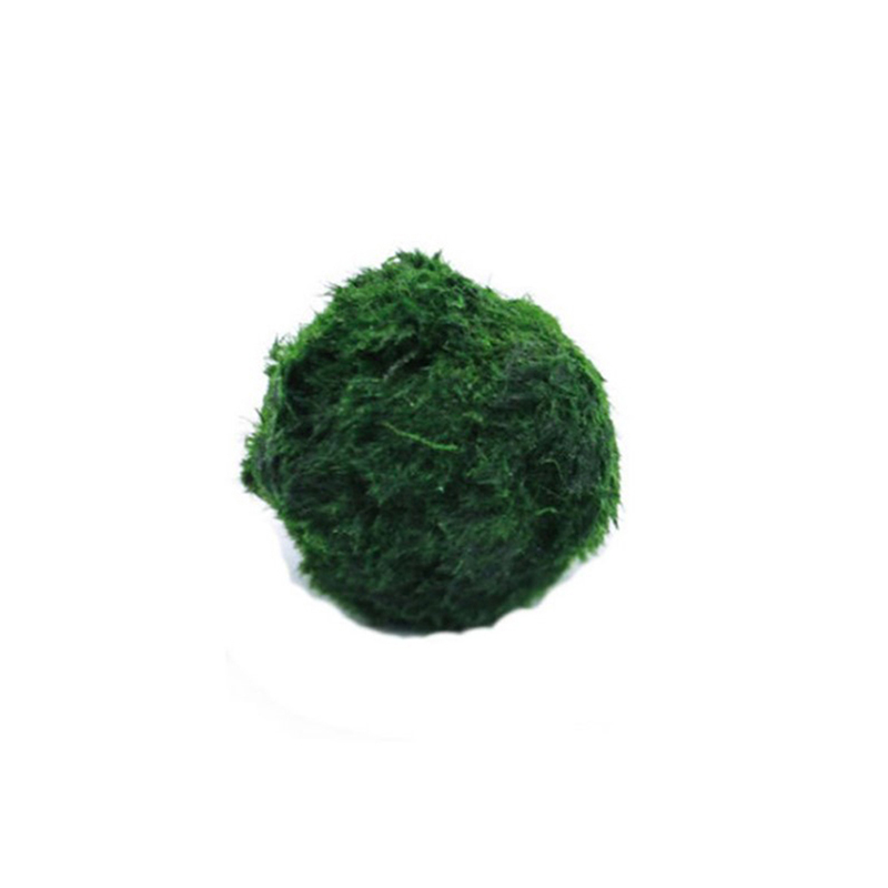 3-4cm Marimo Mosballen Levende - Aquarium Plant Echinodorus recensie en prijs