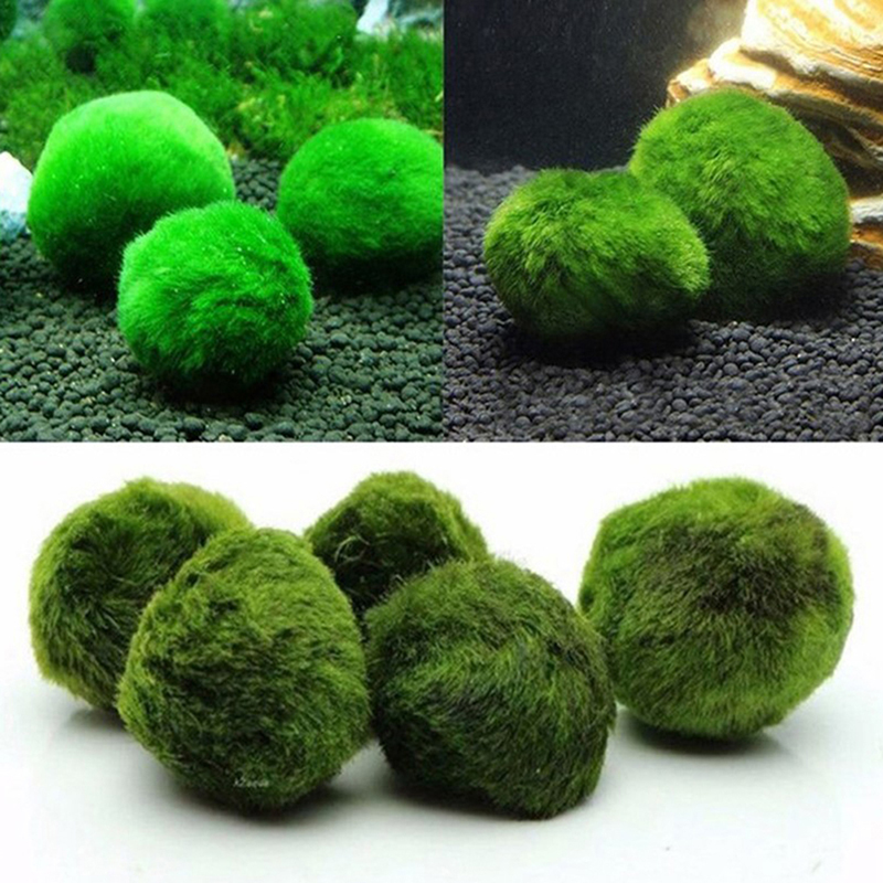 3-4cm Marimo Mosballen Levende - Aquarium Plant Echinodorus recensie en prijs